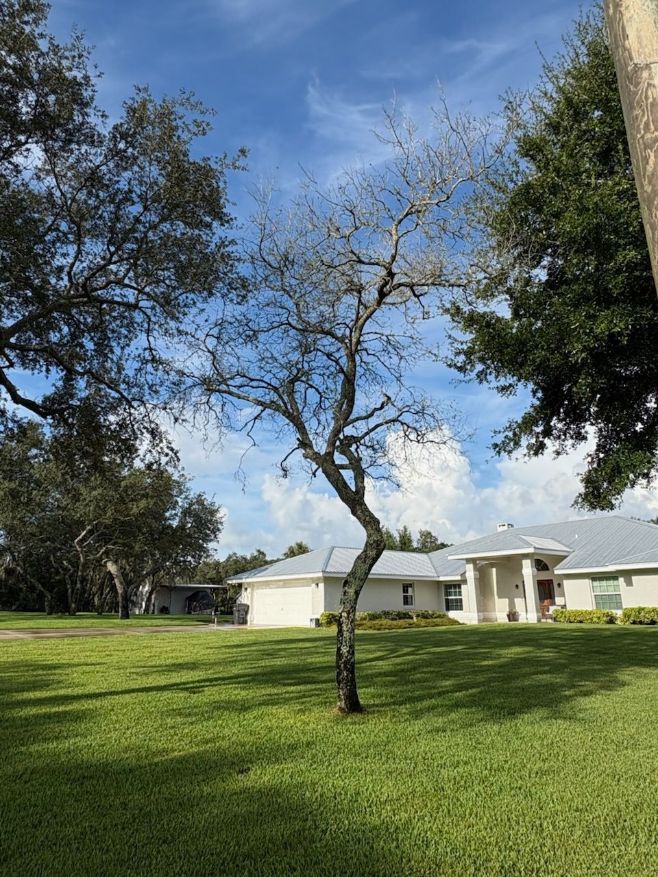 Leafless tree in a green lawn with a house and blue sky in the background