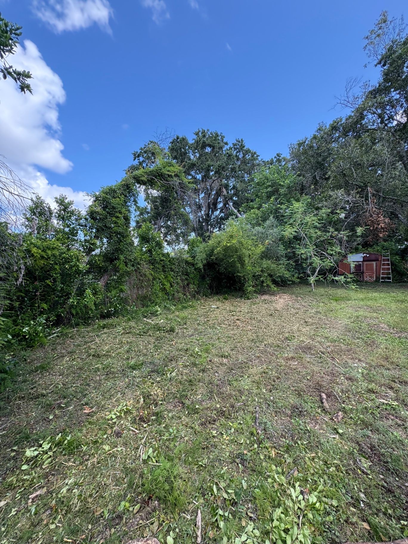 Cleared grassy yard bordered by dense green trees under a bright blue sky