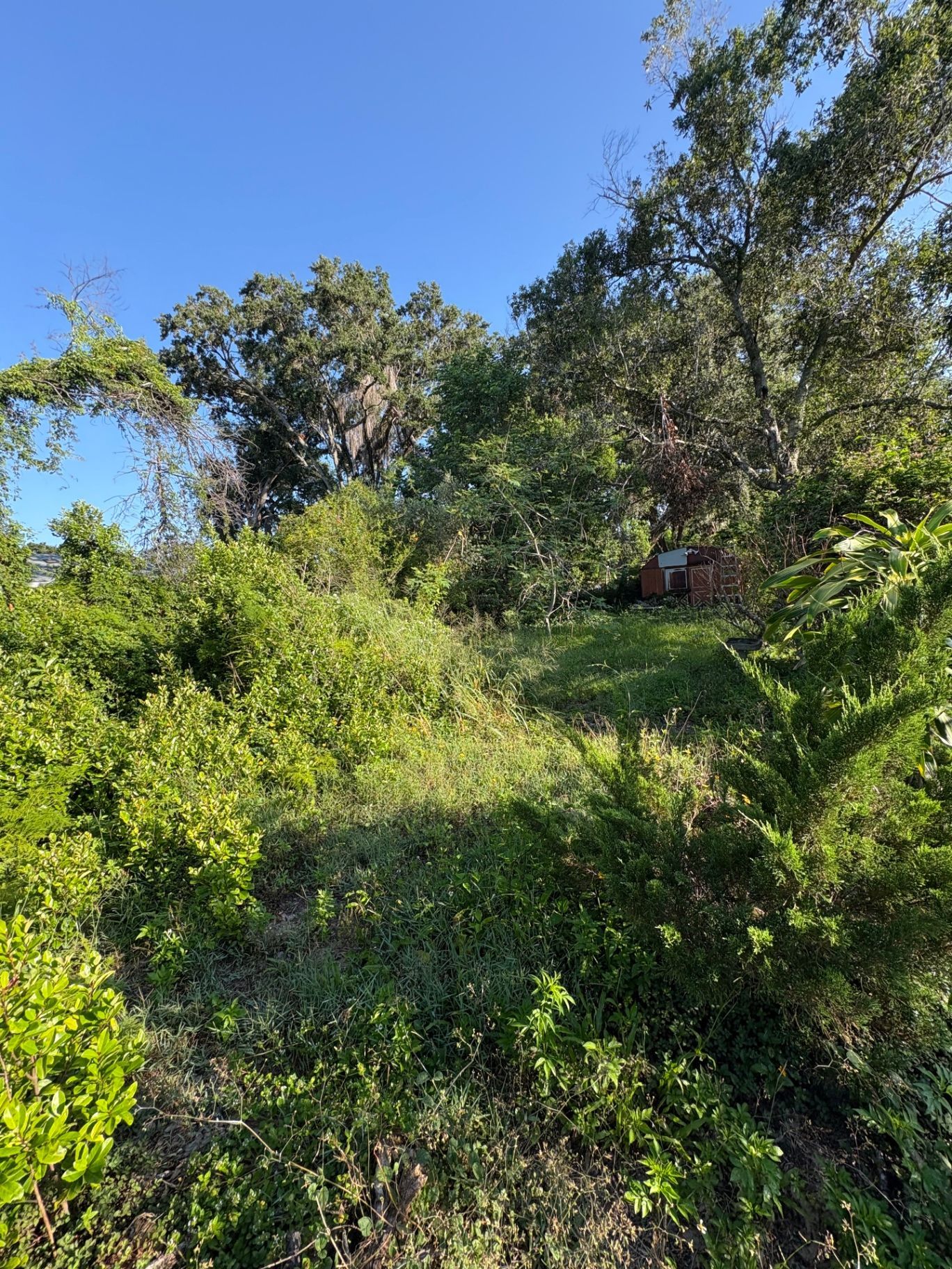 Sunny hillside covered in dense green shrubs and trees under a clear blue sky