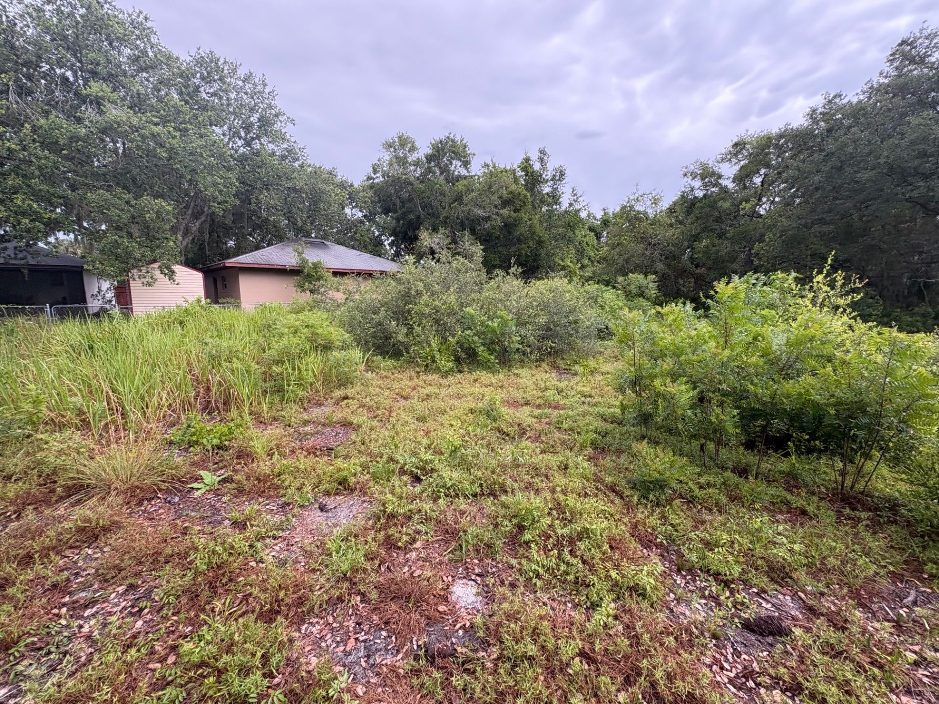 Overgrown vacant lot with bushes and weeds beside a house under cloudy sky