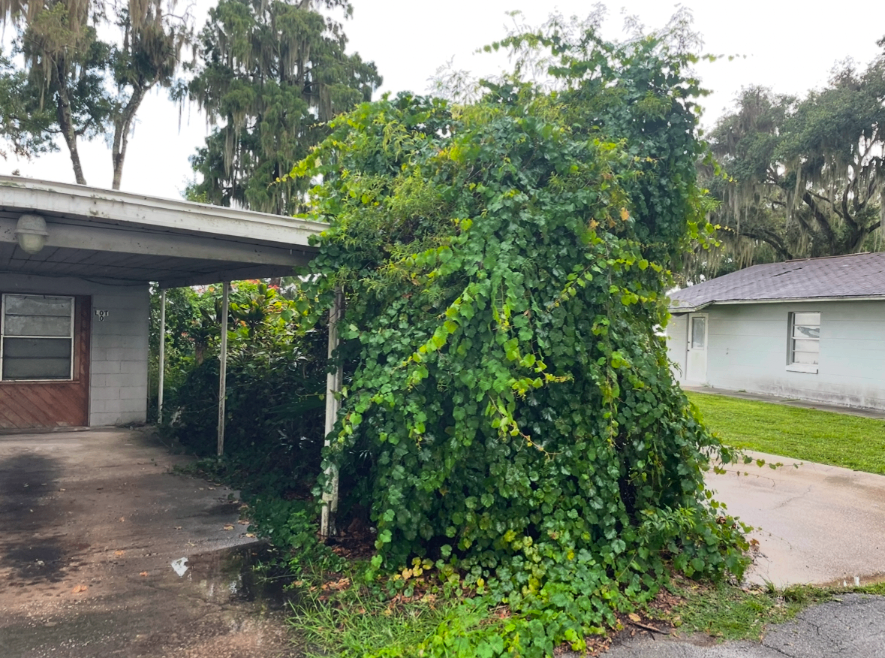 Overgrown bush beside a driveway between a carport and a white house under cloudy skies