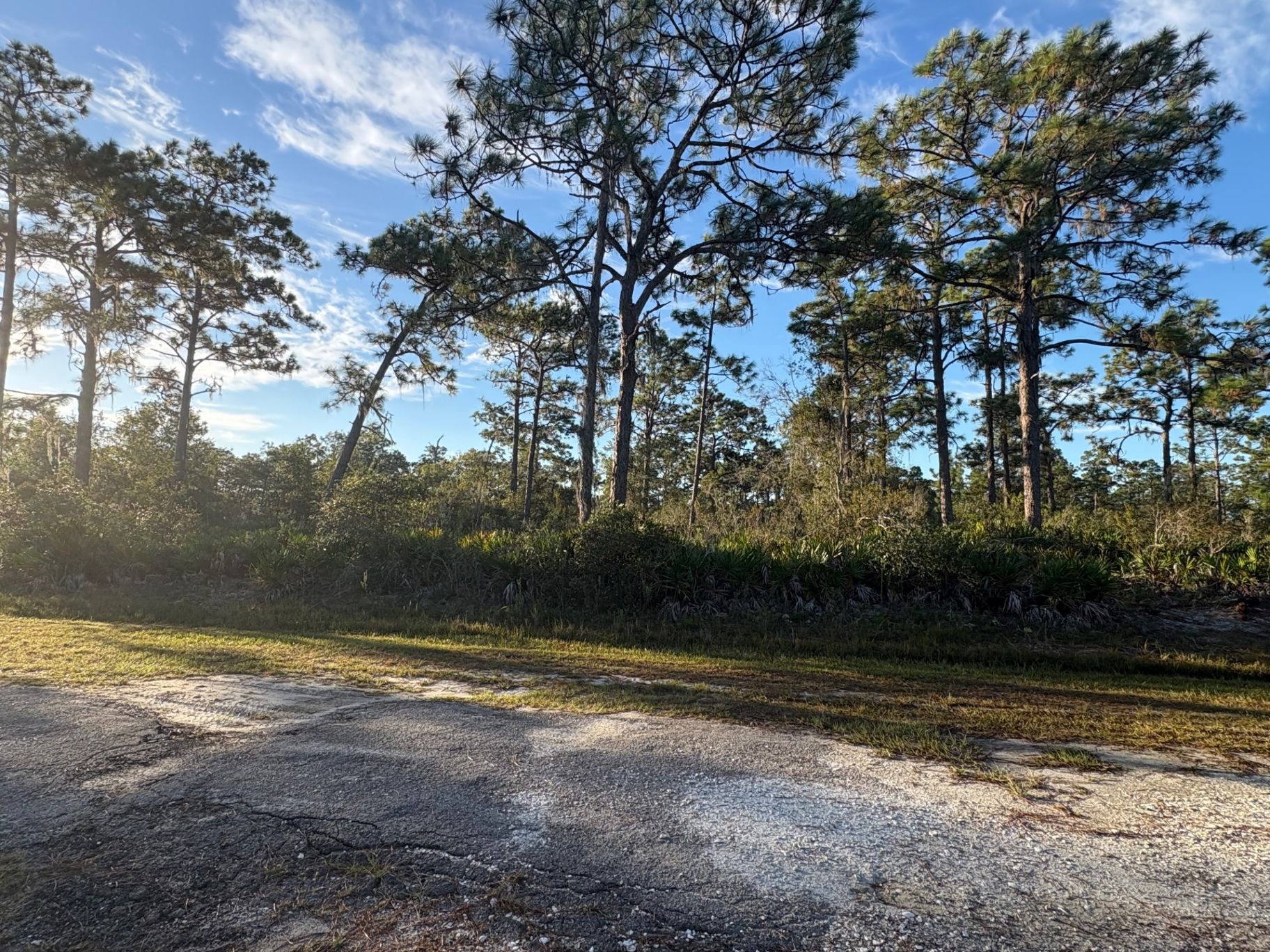Gravel road beside pine trees and shrubs under a blue sky with scattered clouds
