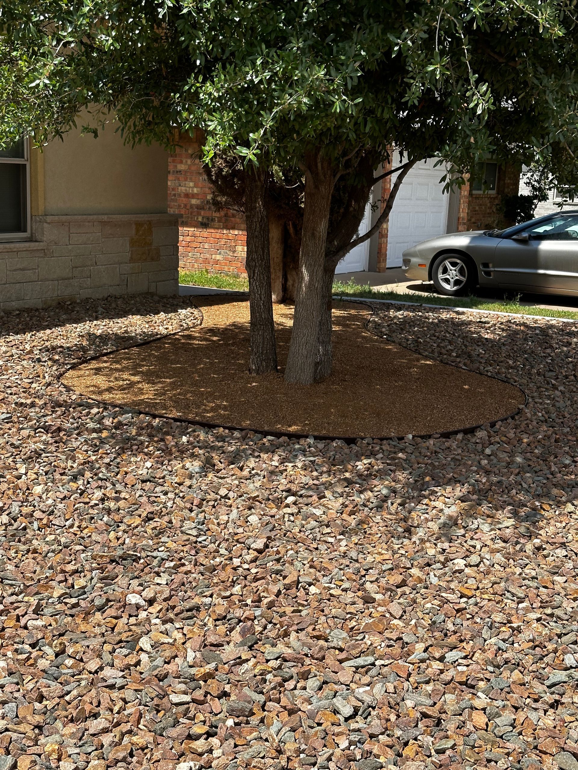 Tree in a landscaped yard with rocks, mulch, and a parked car in the background.