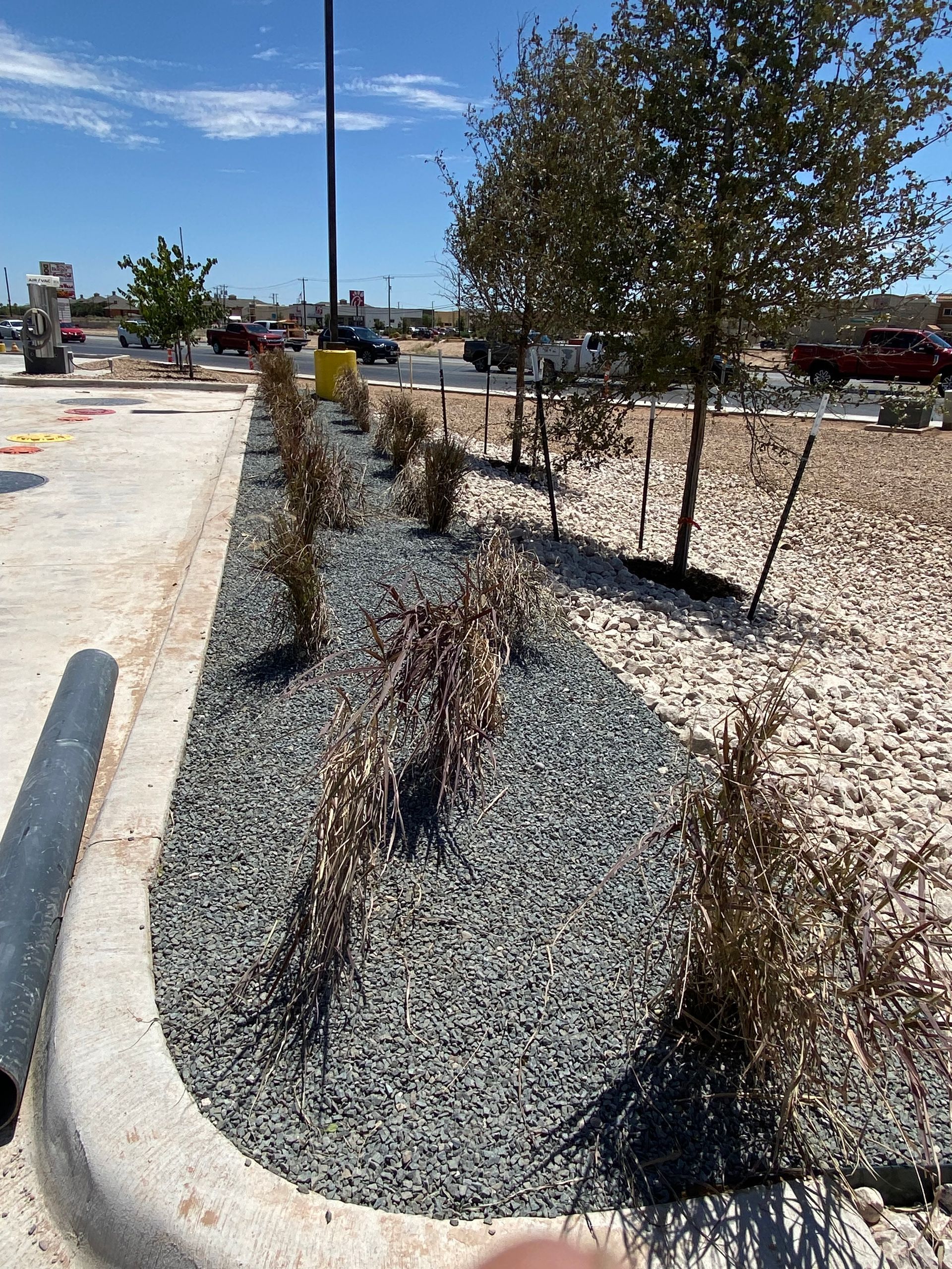 Landscaped gravel strip with young trees beside a curb in a sunny parking lot