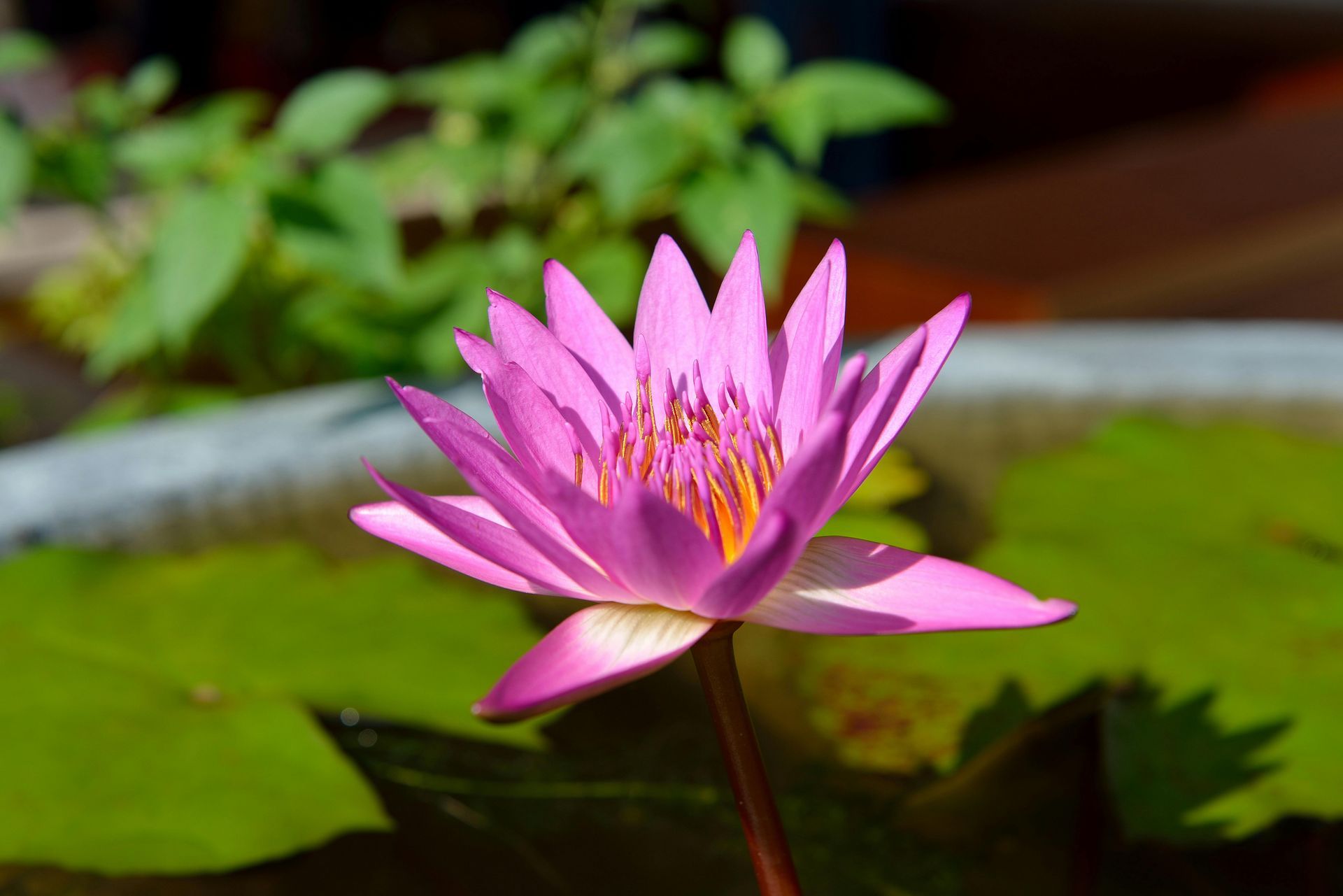 Embrace eco-friendly landscaping practices that conserve water, reduce waste, and promote biodiversity.