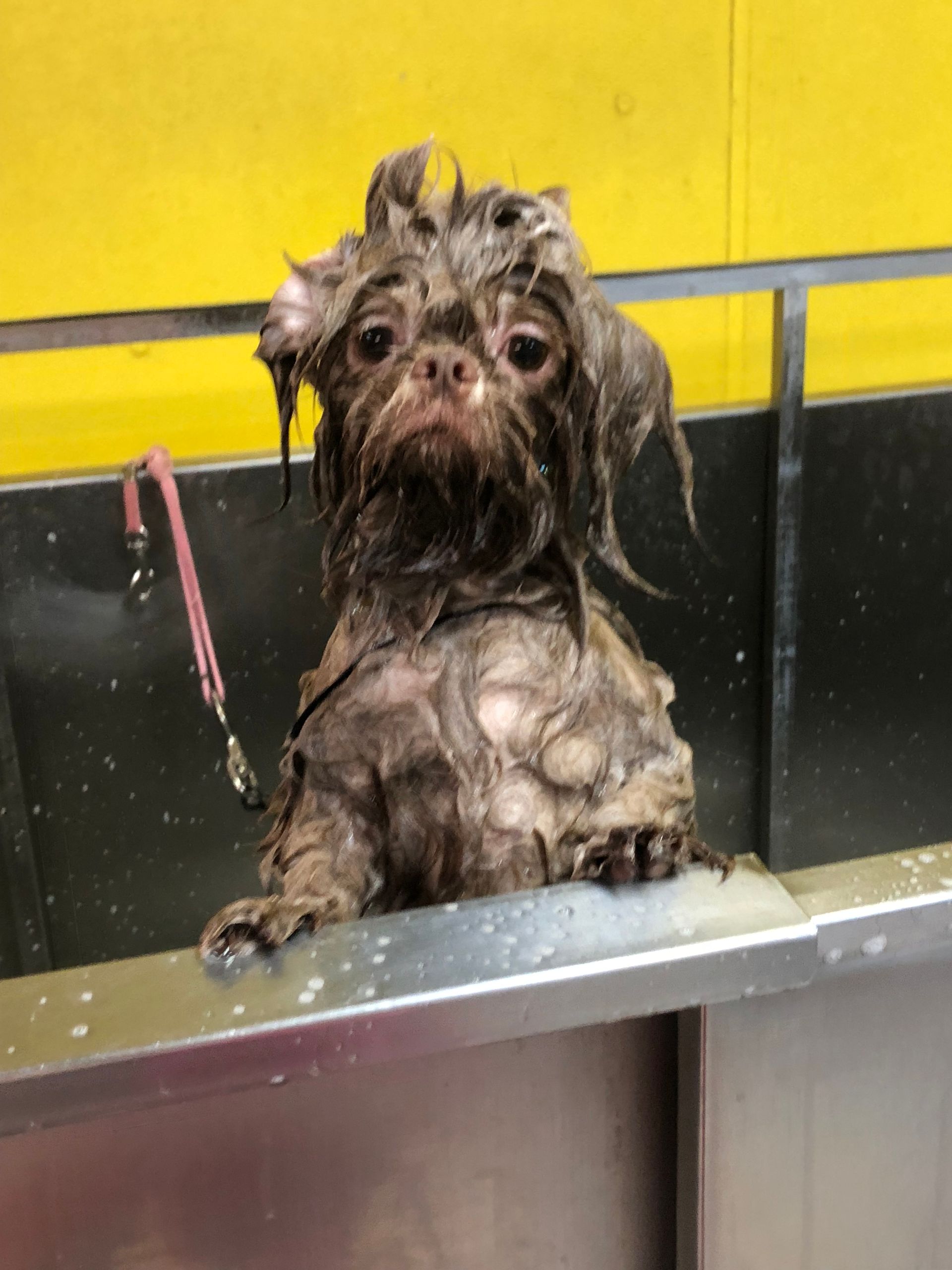 A muddy dog is sitting in a bathtub looking at the camera