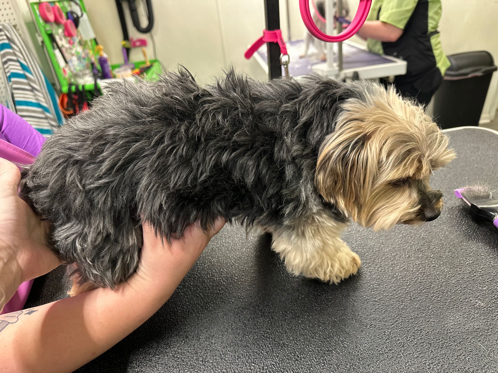 A person is holding a small dog on a table.