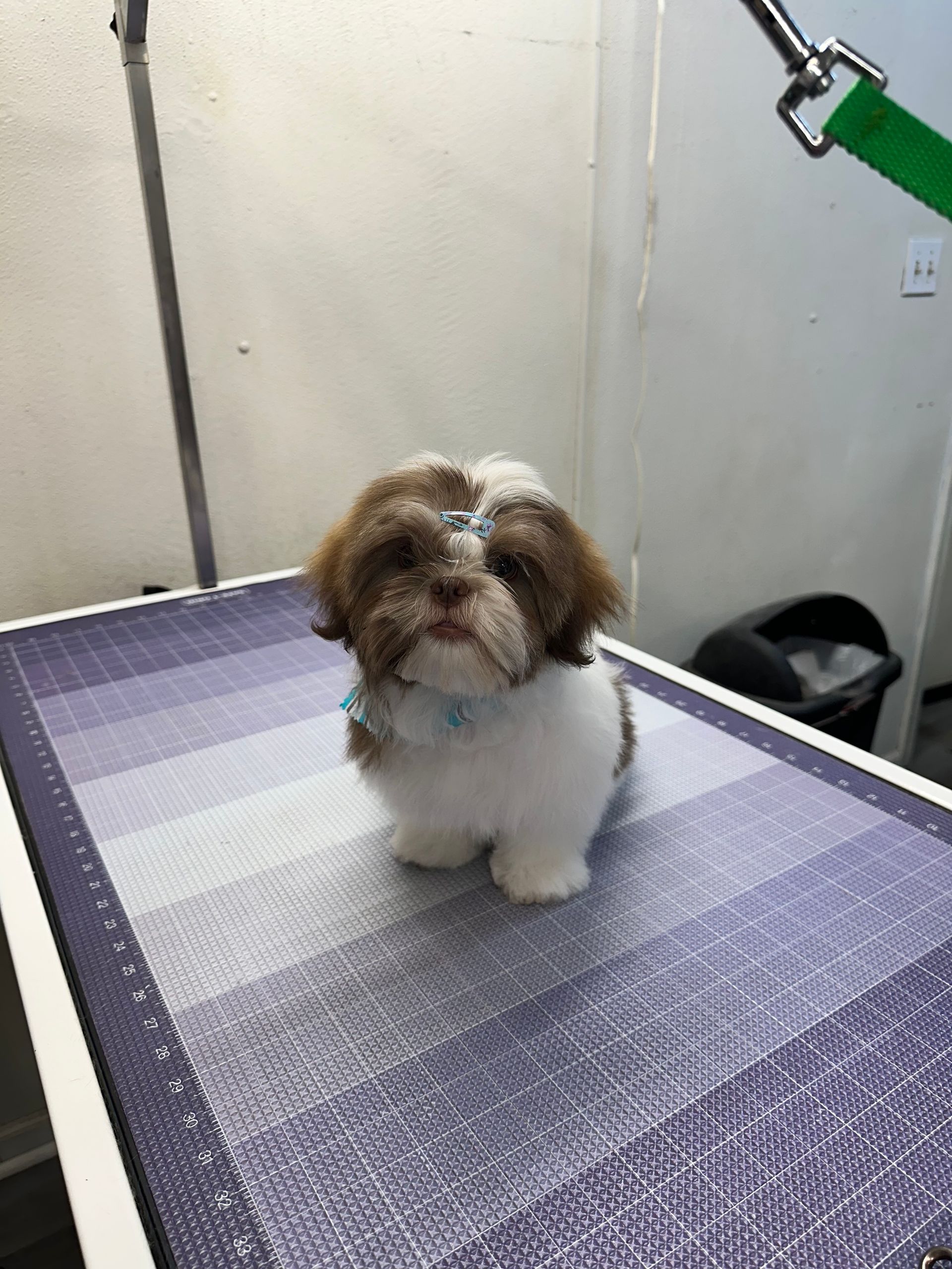 A small brown and white dog is sitting on a table.