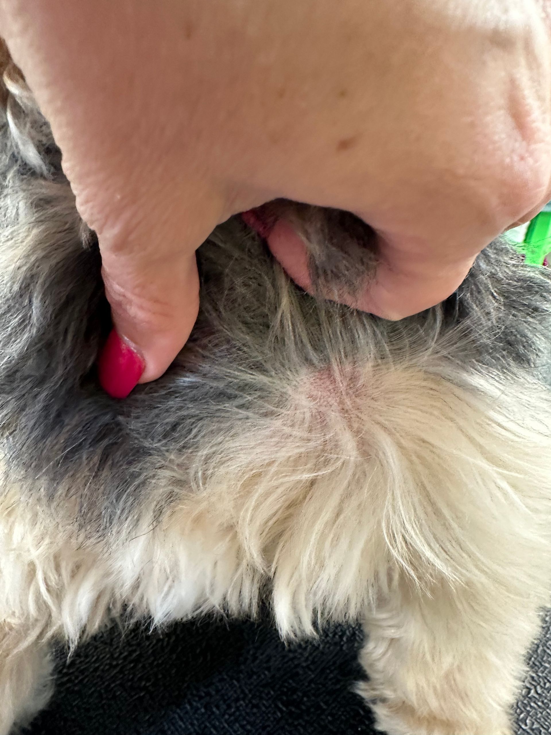 A person is holding a dog 's fur with their fingers.