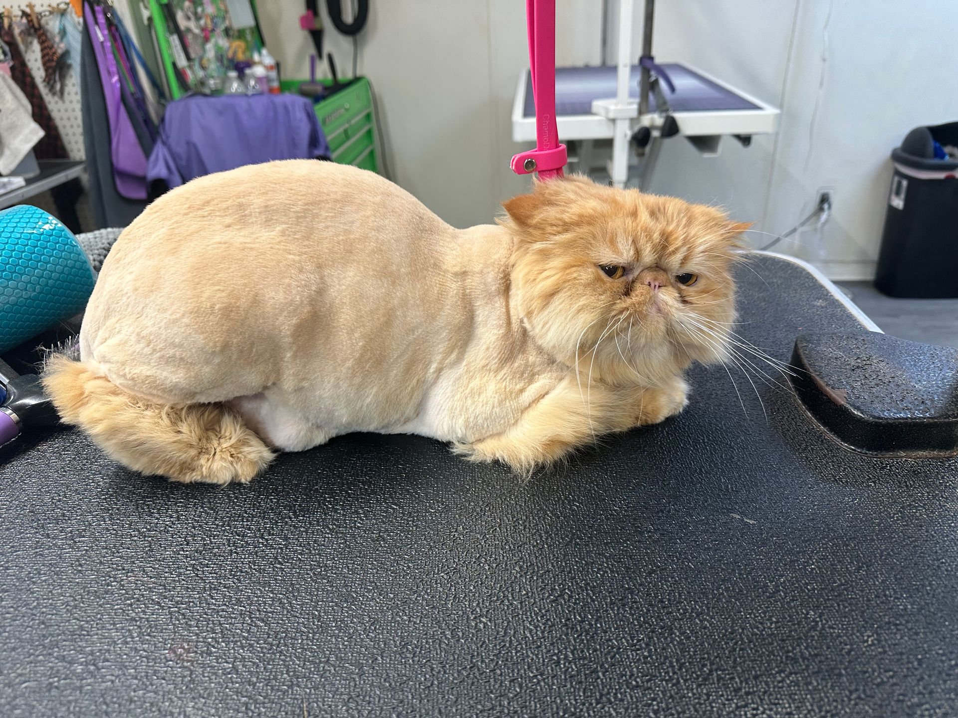 A cat with a shaved head is sitting on a table.