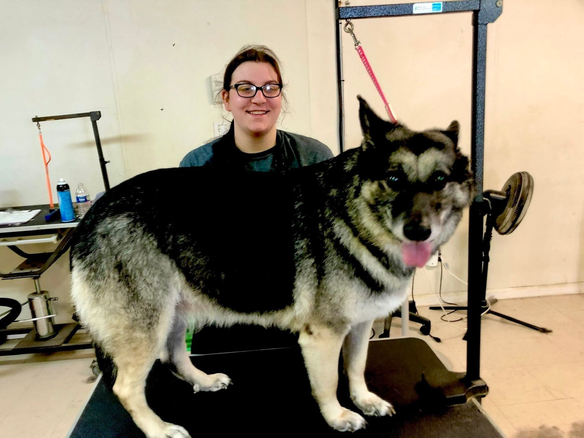 Large black-and-gray dog standing on a grooming table with a person in a salon setting