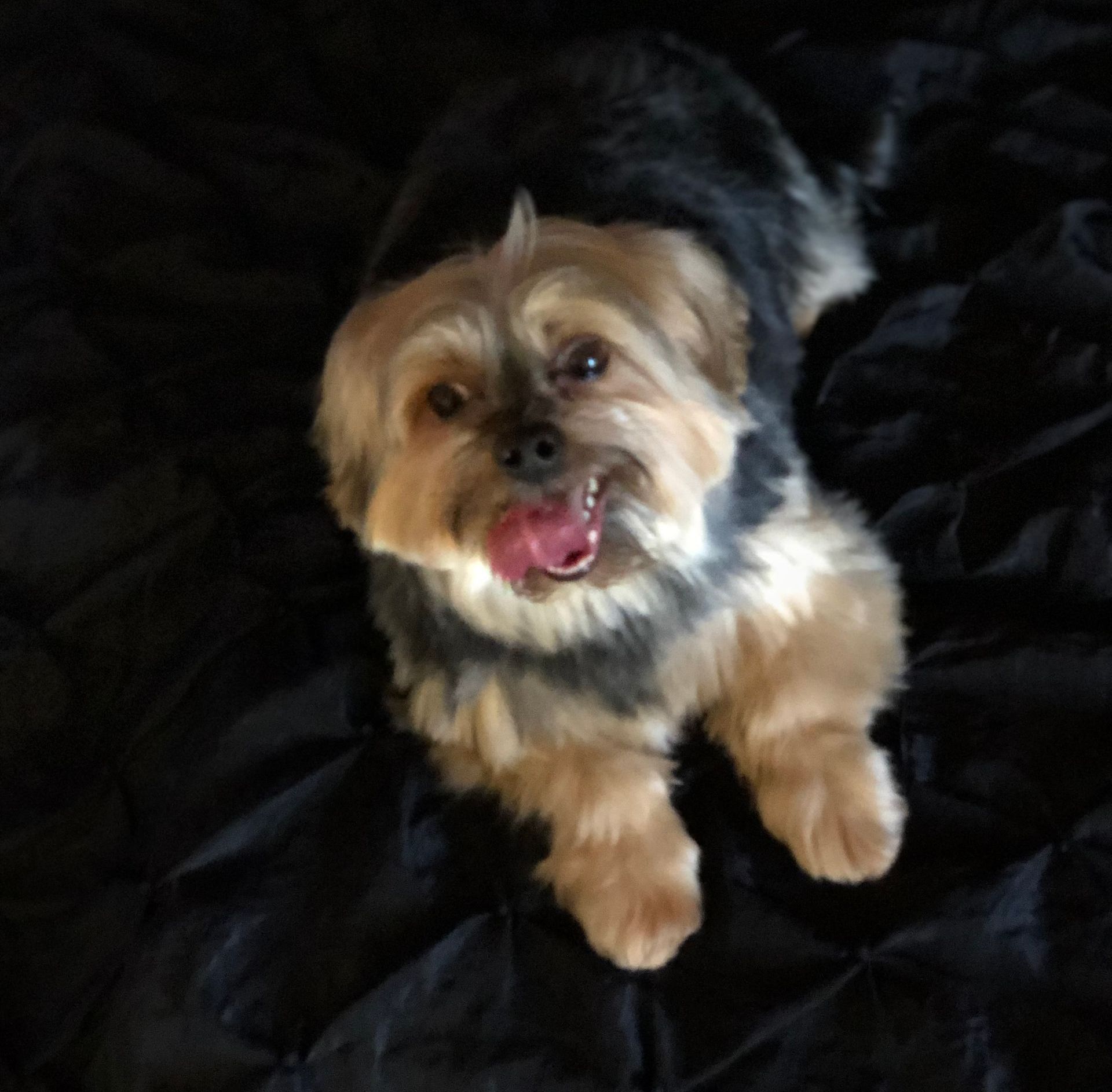 A small dog laying on a black blanket with its tongue out