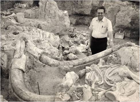 Man stands near unearthed mammoth skeleton in a dig site, showing a large tusk and bones.