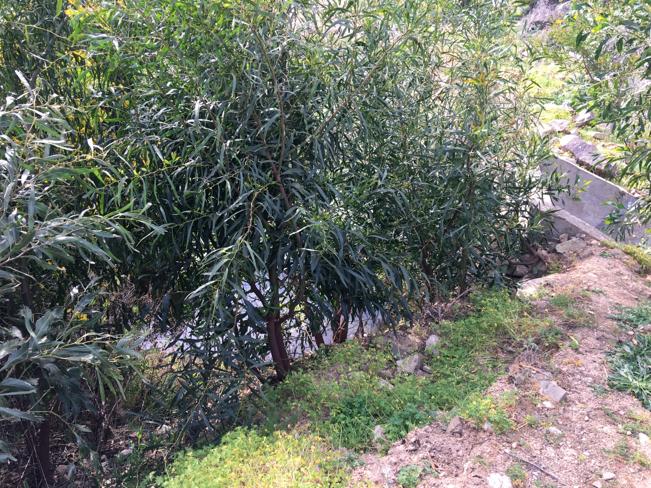 pulizia terrreno