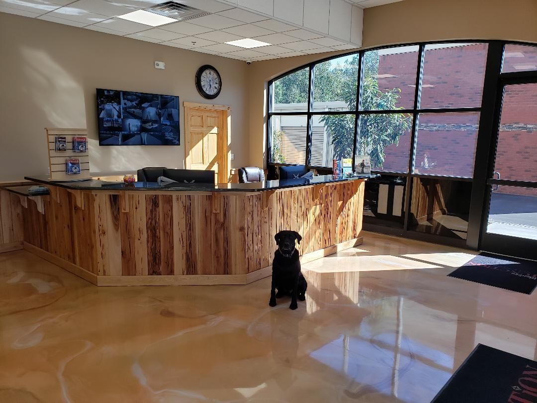 Black dog sits in front of a reception desk in a brightly lit office with a large window.