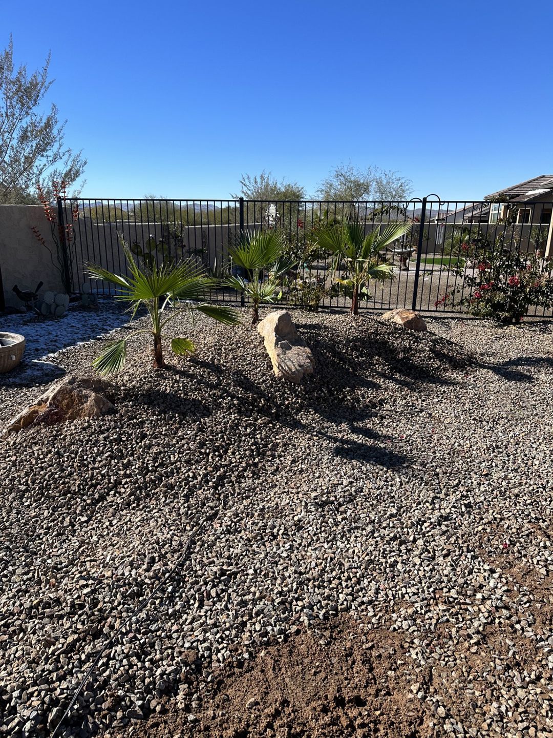 Backyard with small palm trees, rocks, and gravel ground cover under a clear blue sky.