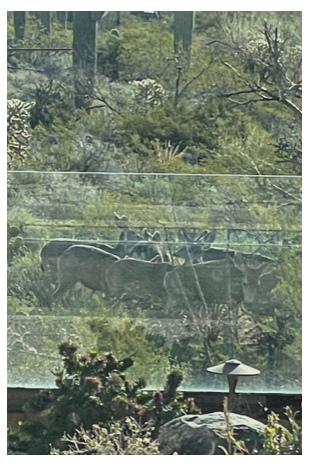 Donkeys grazing behind a fence in a desert landscape with cacti and bushes.