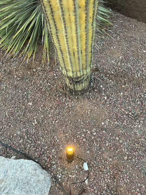 A lit, small, cylindrical outdoor light on the ground near the base of a tall cactus.