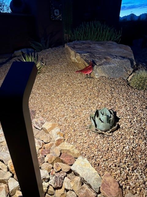 Red cardinal on gravel ground, surrounded by rocks and plants in a desert landscape.