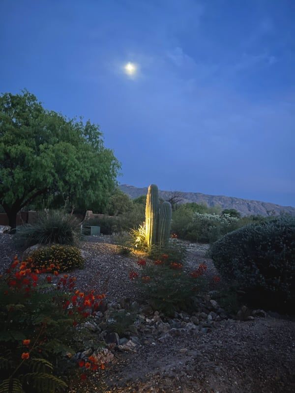 Night landscape: A cactus glows under the moon, surrounded by desert plants and a tree.