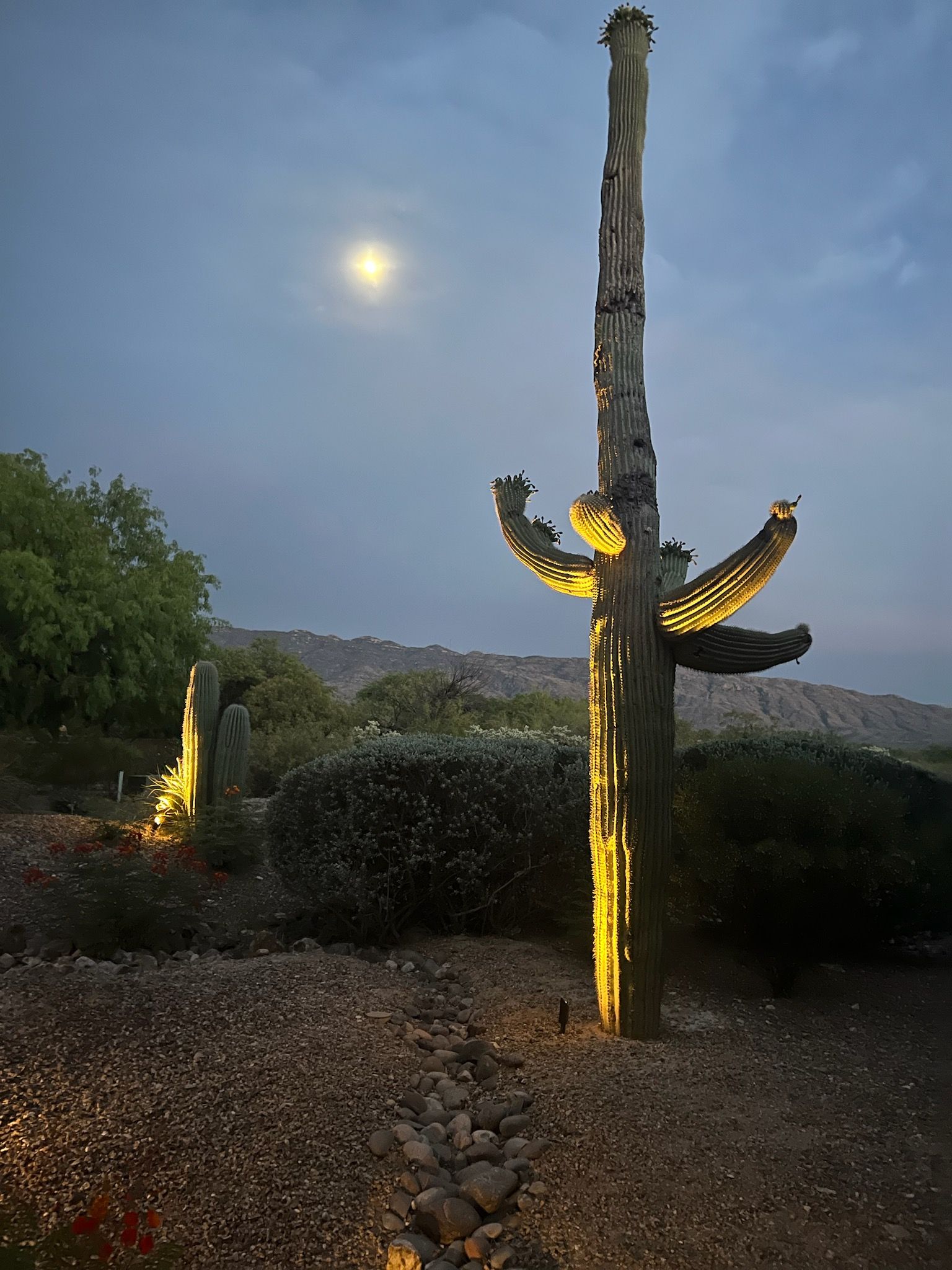 Lit-up saguaro cactus at dusk, with moon in the sky. Desert landscape with rocks and shrubs.