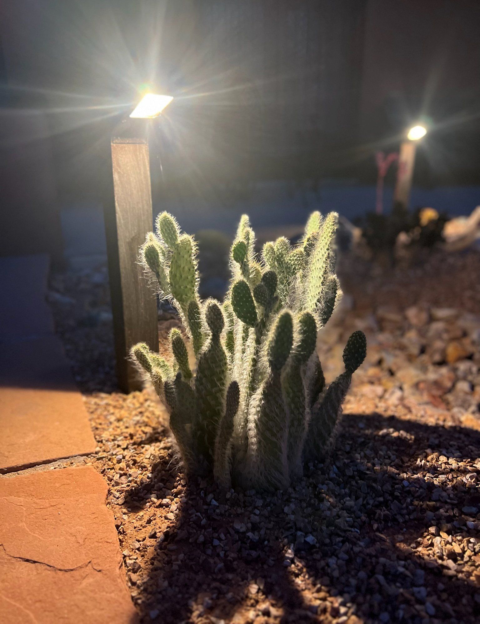 Cactus illuminated by a bright, square outdoor light in a garden setting with red brick and gravel.