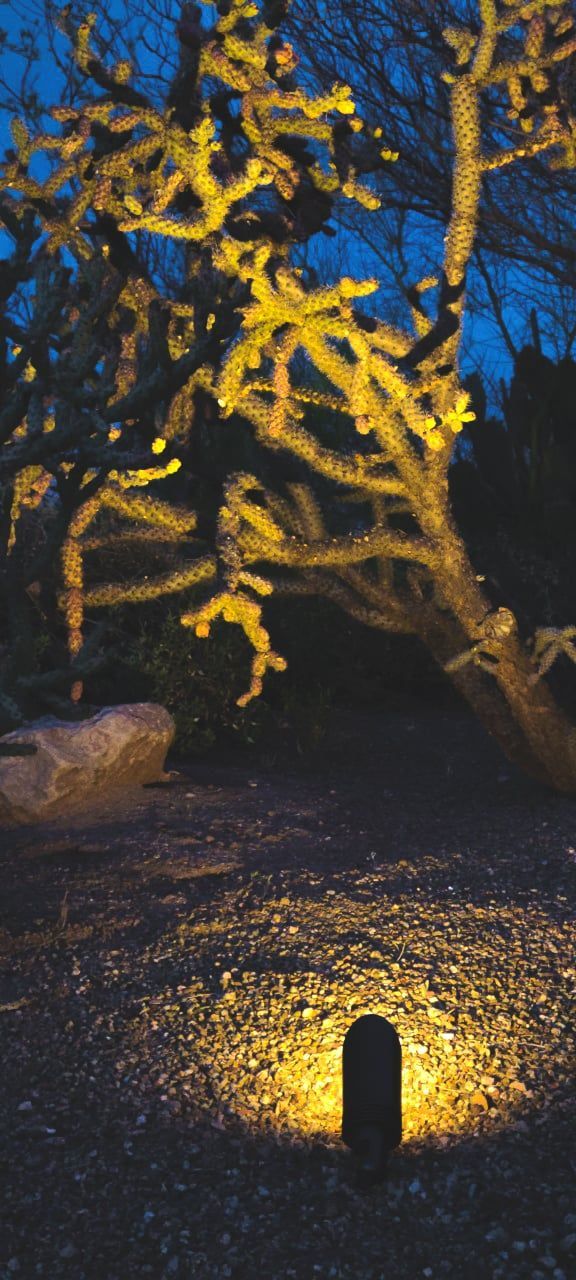 A cactus illuminated by a warm light in a dark, rocky yard at dusk.