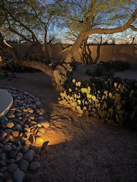 Lit up desert landscaping featuring a tree and cactus at dusk, with rock features.