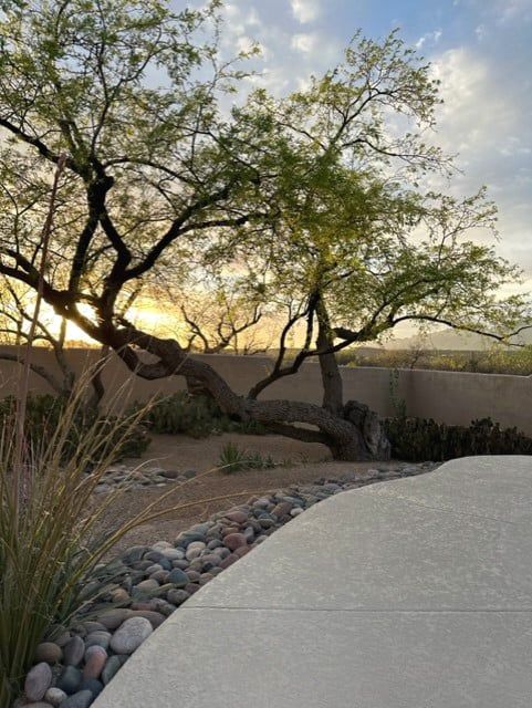 Tree with twisted trunk and branches, casting shadows against a pale sky, next to a curved concrete path and rock border.