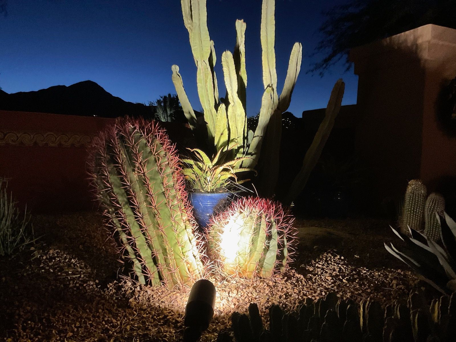 Desert landscape at night, illuminated cacti. Red-spined cacti and tall saguaro, blue pot, dark sky.