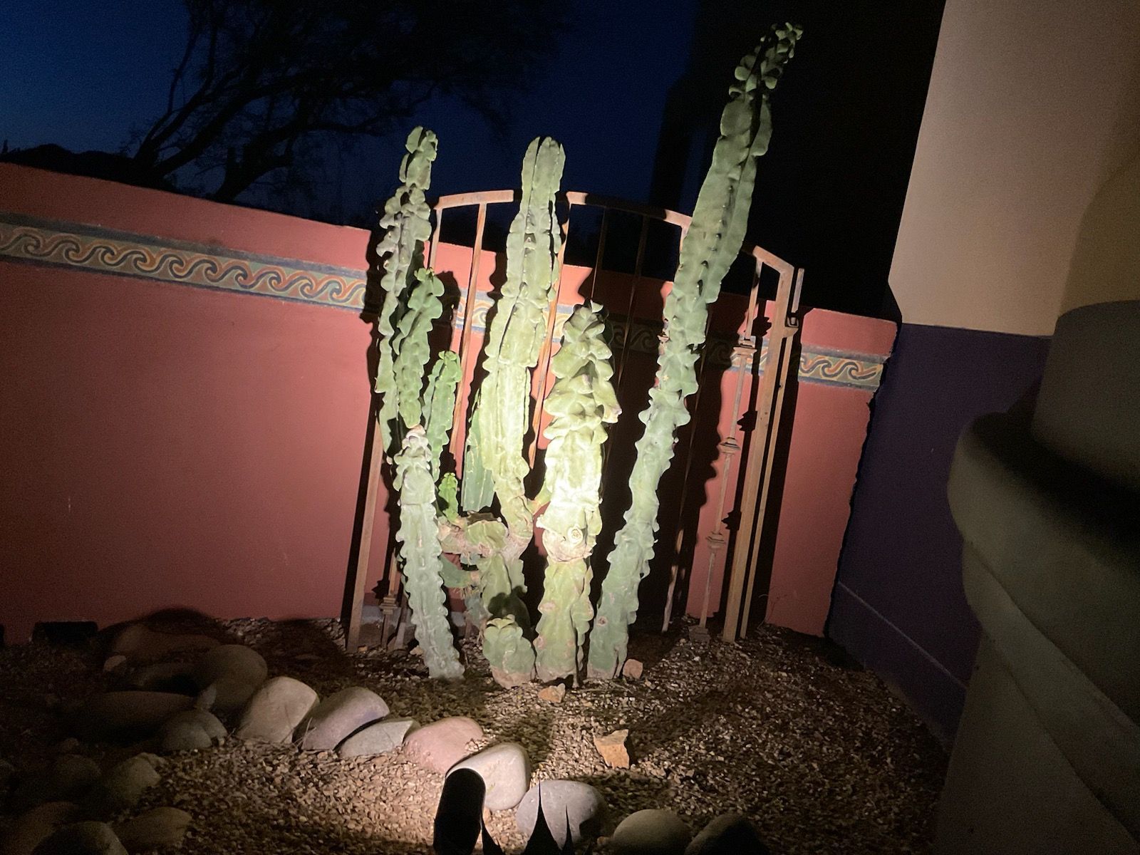 Cactus in a garden bed with rocks, lit by a spotlight; against a peach-colored wall at night.