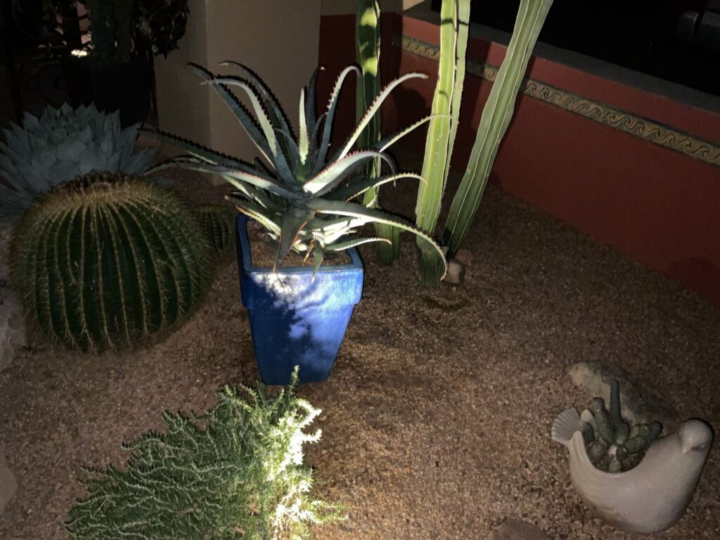 Cactus garden with various cacti in a sandy bed; illuminated blue potted plant in the center.