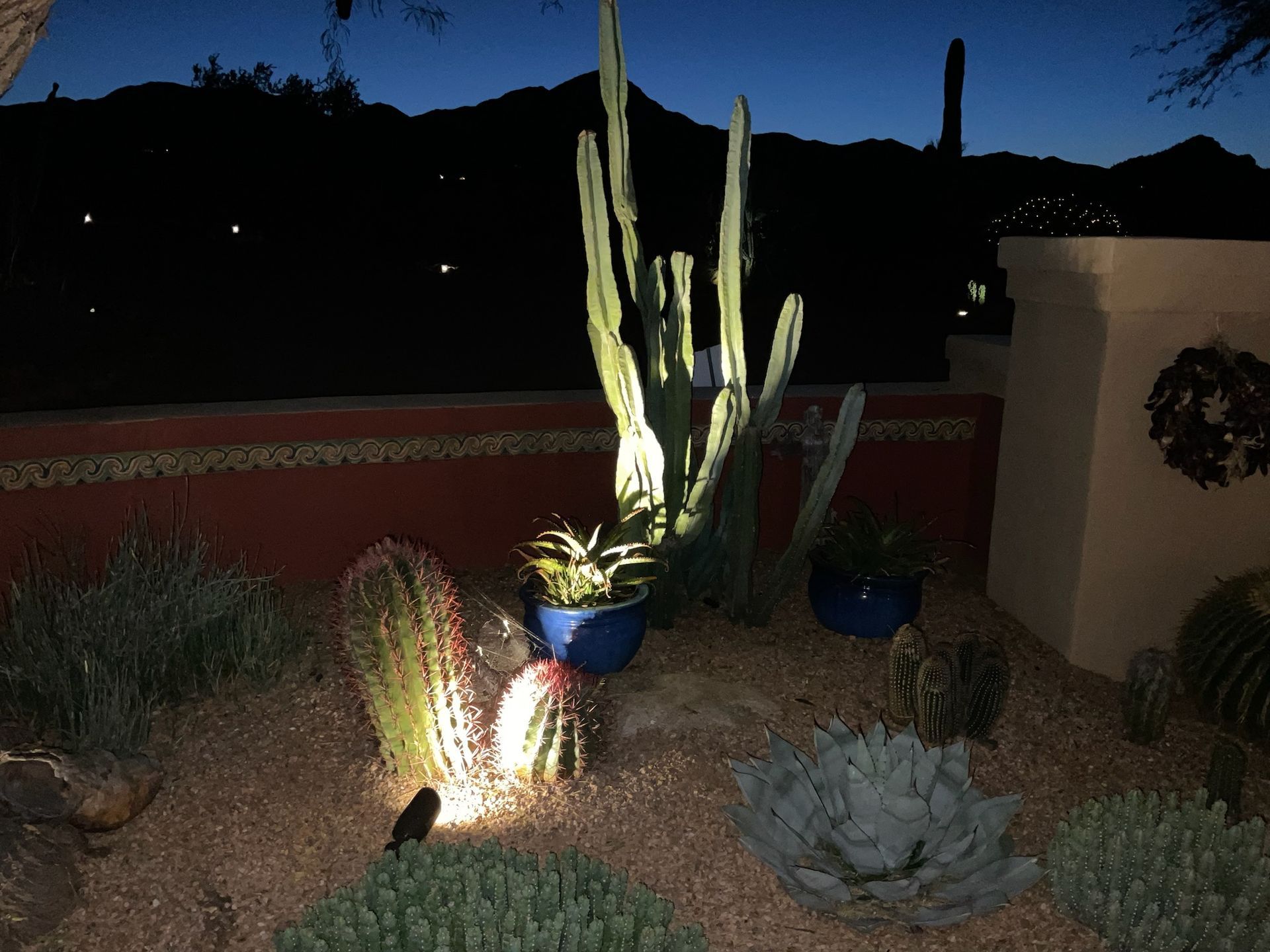 Night view of a desert garden with illuminated cacti and dark mountains in the background.