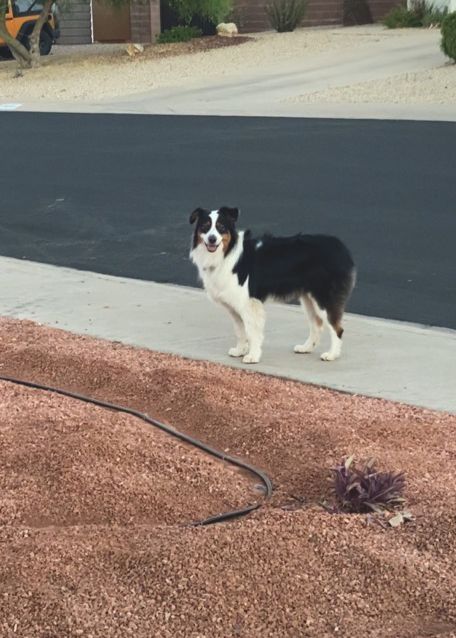 Black, white, and tan Australian Shepherd standing on a sidewalk, looking at the camera.