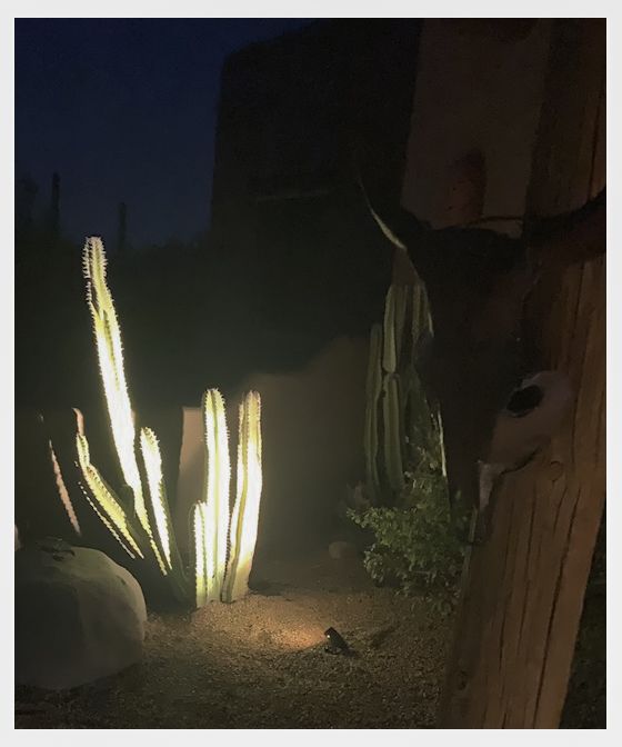 Night view of illuminated cacti with a longhorn head visible in the right frame.