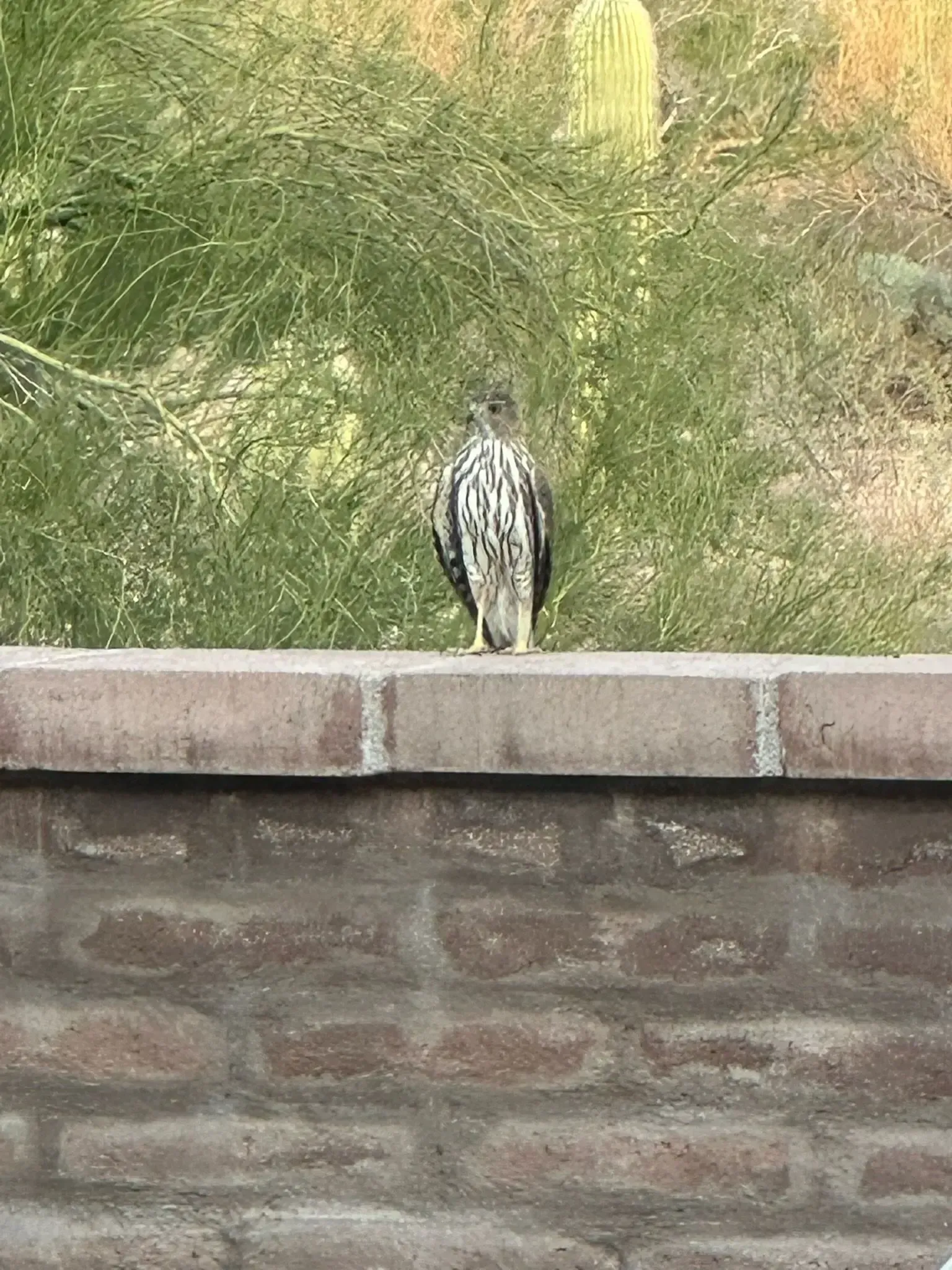 Bird with white and brown markings perched on a brick wall, green foliage in the background.