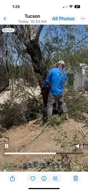 A person in a blue shirt is cutting a tree with a chainsaw outdoors in Tucson.