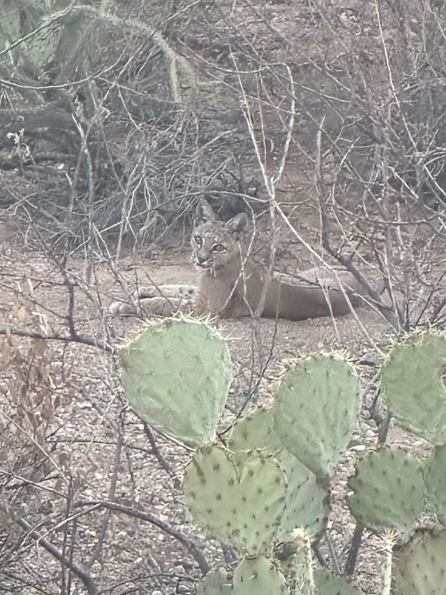 Bobcat resting in desert brush near a prickly pear cactus.
