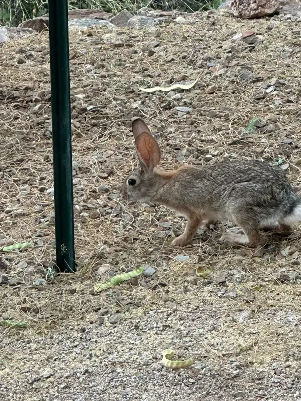 Rabbit with long ears standing near a green pole on brown, gravelly ground.