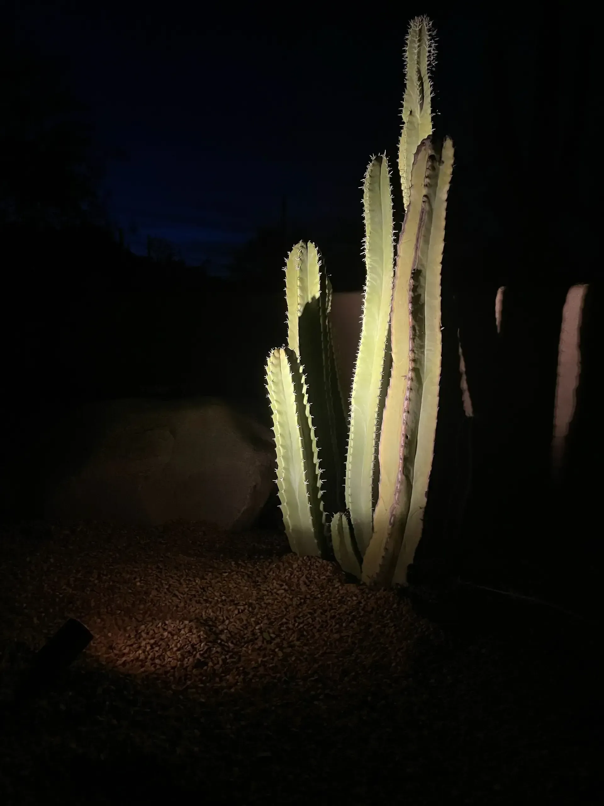 Cactus illuminated at night, dark blue sky, shadows cast, brown ground.