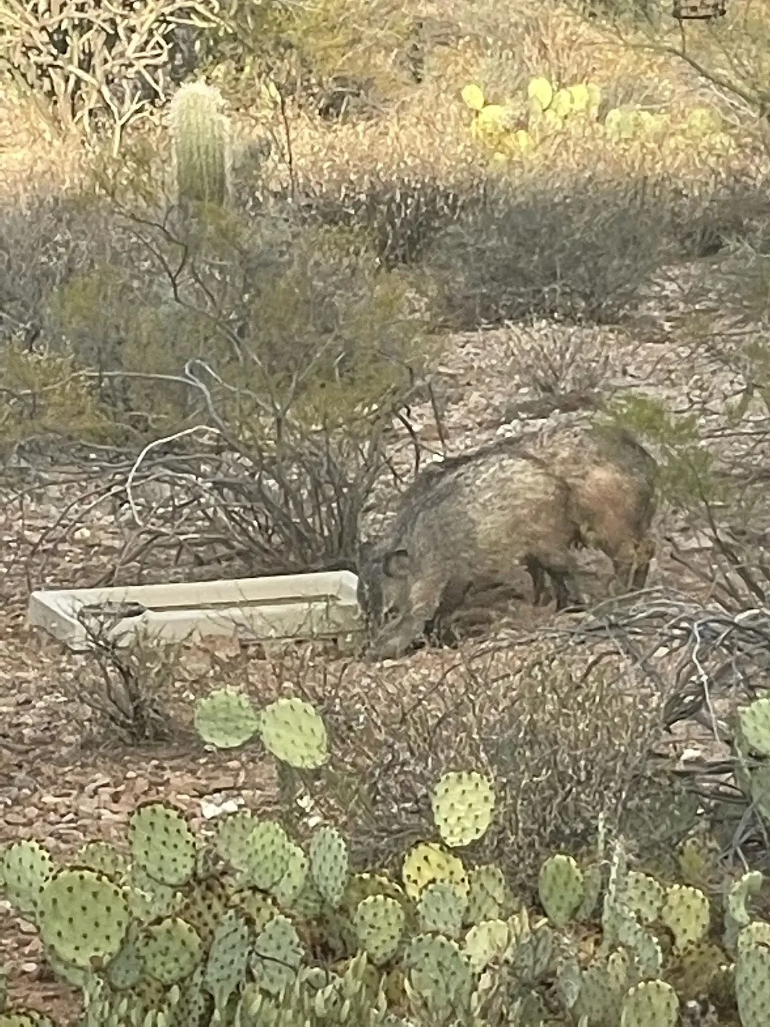 Javelina drinks from a water trough in a desert landscape with cactus and shrubs.