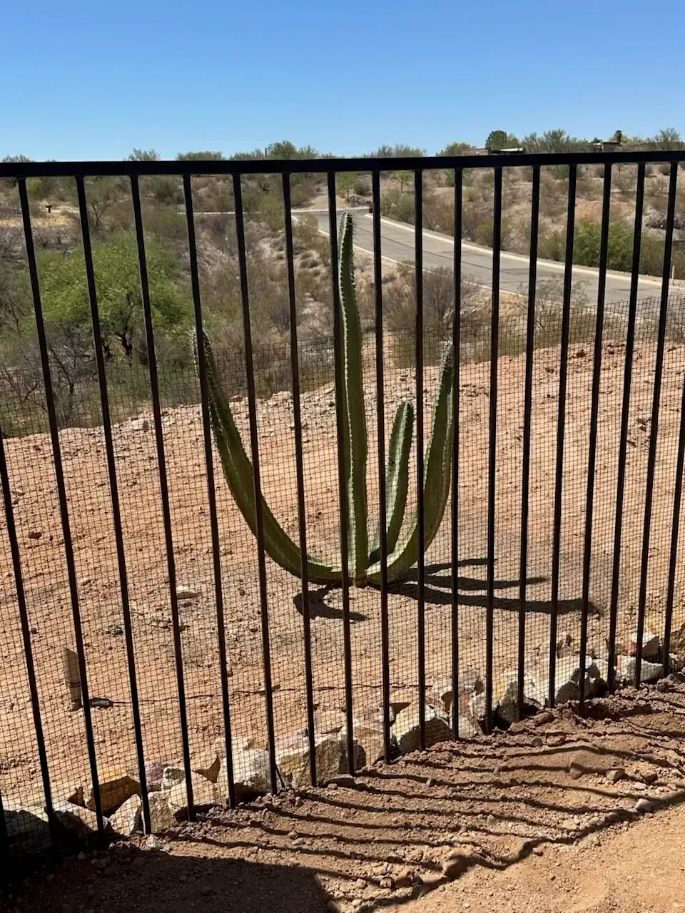 Aloe plant behind a black metal fence on a dirt hillside under a blue sky.