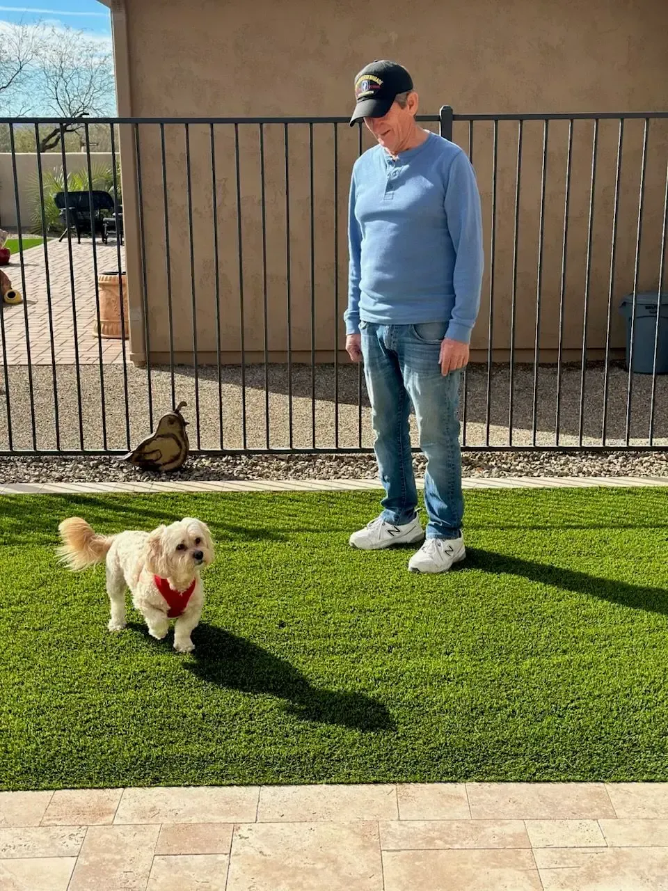Man stands in yard, looking at small dog wearing a red harness. Green turf, metal fence, and a cat are visible.