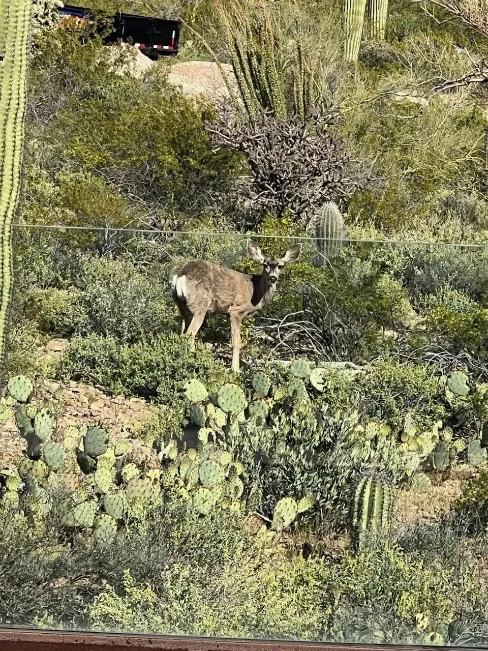 Deer standing on a slope covered in cacti and shrubs.