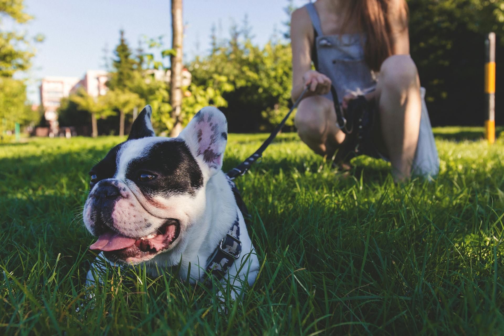 French bulldog panting on green grass, person kneeling in background.
