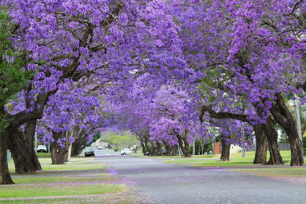 A Tree Lined Street With Purple Flowers on the Trees — Crispin Cabinetmakers in Grafton, NSW