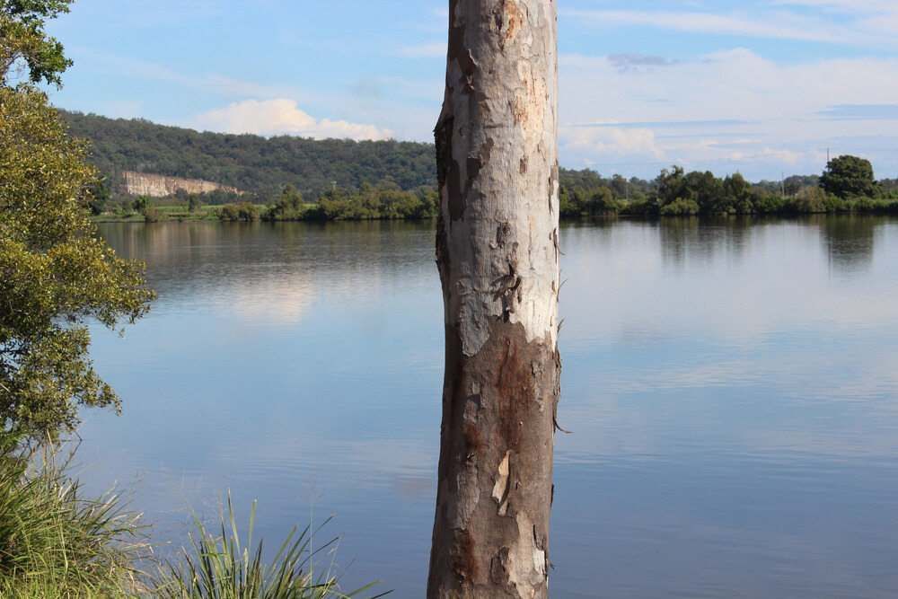 A Tree Trunk is Standing in Front of a Lake — Crispin Cabinetmakers in Iluka, NSW