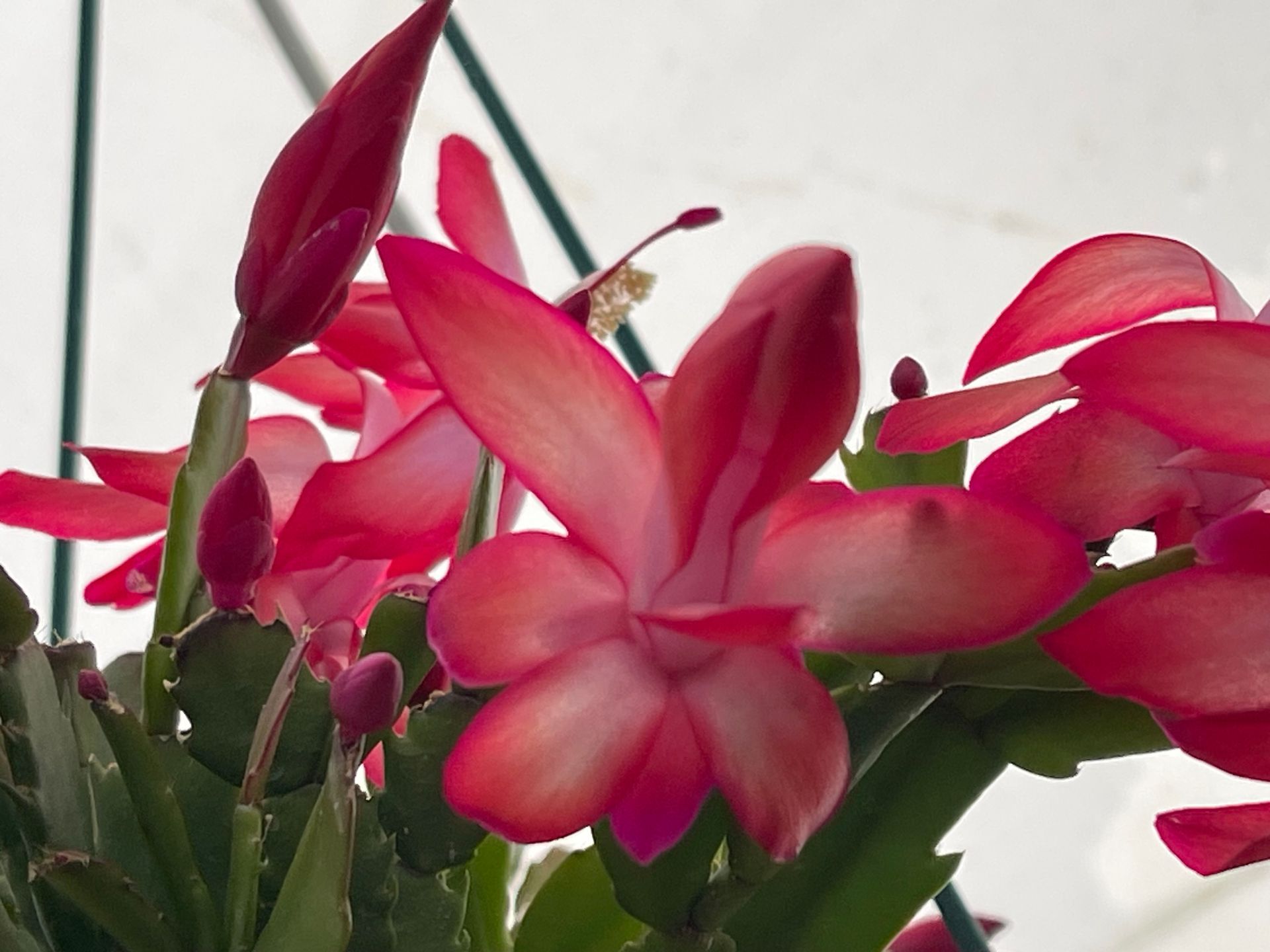 close up of a red christmas cactus