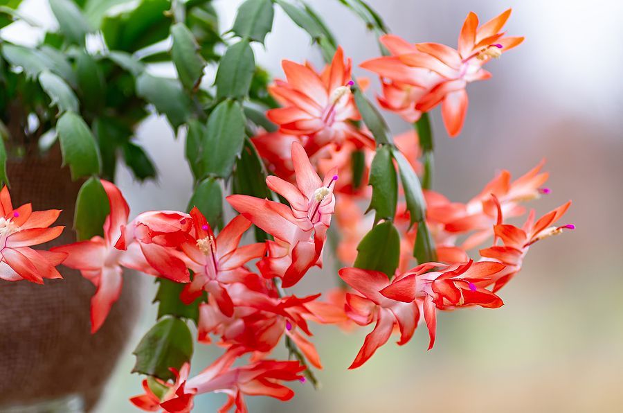 red christmas cactus