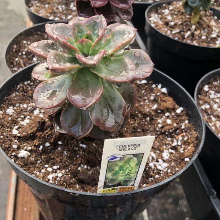 echeveria melaco succulent plant